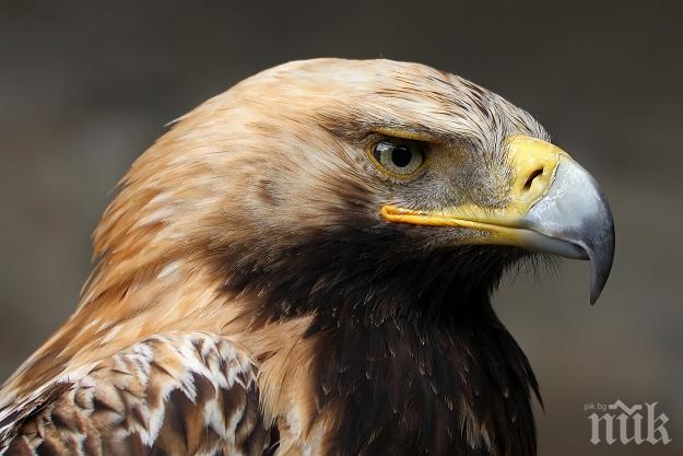 Орел навъртя огромна сметка за роуминг на руски учени 