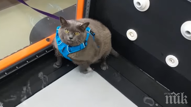 Дебелата котка Синдърблок завладя интернет (ВИДЕО)