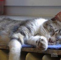 Отрязват крадците на парно