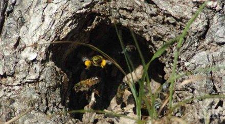 спасиха пчела майка рояка центъра софия