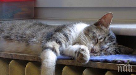 отрязват крадците парно