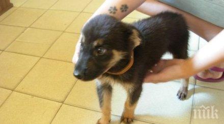 такива жена подарява апартамента грижа кучетата