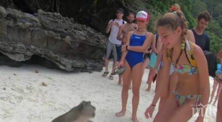 пияни маймуни нападат туристи плаж тайланд снимки