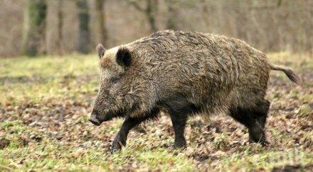 прогноза чумата вероятно убие една четвърт прасетата света