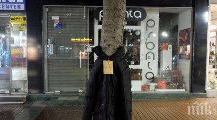 дупничани обличат дървета бедни