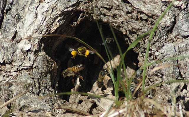 Спасиха пчела майка и рояка й в центъра на София