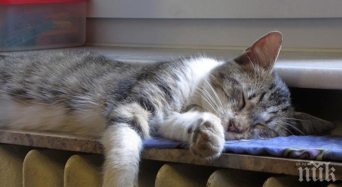 Отрязват крадците на парно