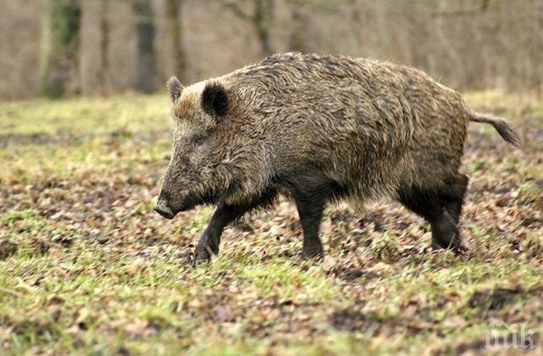 ПРОГНОЗА: Чумата вероятно ще убие една четвърт от прасетата по света