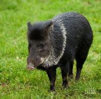 Нов случай на африканска чума при диво прасе в Ловешко