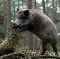 Уникално: Глиган разкри потайна наркобанда 