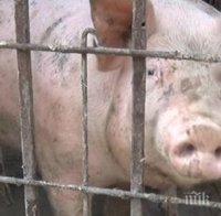 ВАЛАТ: Стопани на прасета в Ямболско останаха без обезщетения
