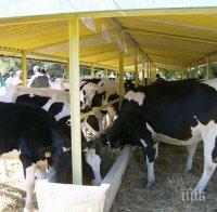 ЛОША ПРОГНОЗА: Българското мляко намалява
