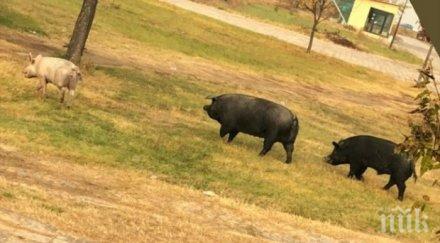 прасета тръгнаха училище пловдив
