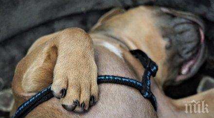 брутална агресия мъж простреля четири кучета