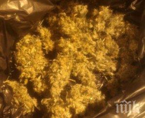 полицаи нахлуха къща свищовско откриха кила марихуана