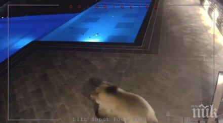 приспиват мечката басейна сопот печена тиква мед