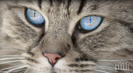 уникално видео котка спаси бебе падане стълби видео