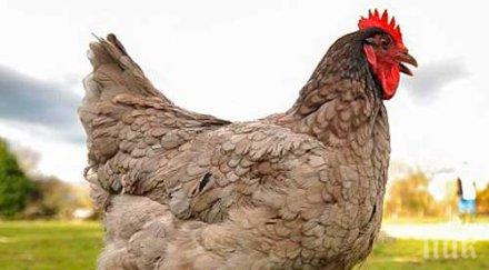 облекчава режимът регистрация личните стопанства тип заден двор