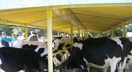 лоша прогноза българското мляко намалява