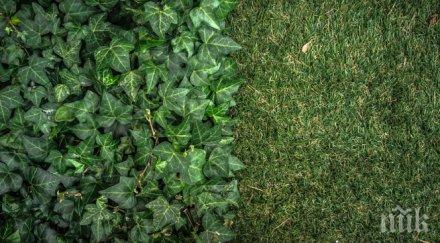 учени важен пробив изкуствена растителност превръща въглеродния диоксид гориво