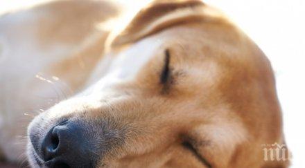 прокуратурата привлече обвиняем мъжа проявил жестокост куче