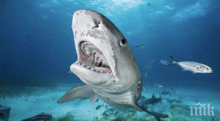ужасяваща находка ръката изчезнал индийския океан шотландски турист открита стомаха акула