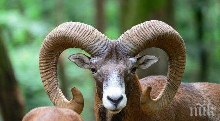 овен уби пастир крумовградско