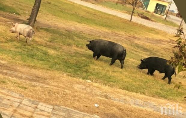 Прасета тръгнаха на училище в Пловдив