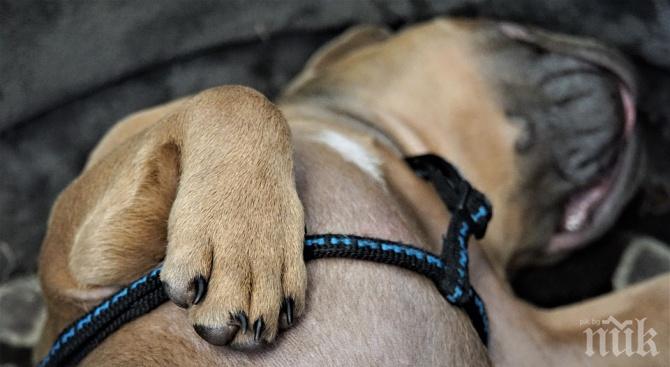 БРУТАЛНА АГРЕСИЯ: Мъж простреля четири кучета