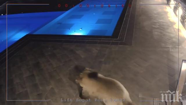 Приспиват мечката от басейна в Сопот с печена тиква и мед