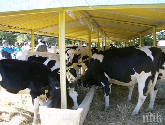 ЛОША ПРОГНОЗА: Българското мляко намалява