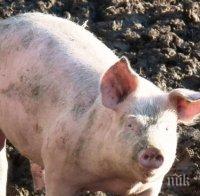 ЧУДО: Избити заради чумата прасета възкръснаха, щъкат и грухтят край Ахелой