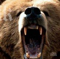 Будна мечка нападна и разби 7 кошера в Родопите