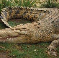 Австралиец се освободи от челюстите на крокодил, като му бръкна в окото