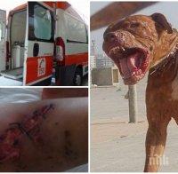 СТРАШНО! Озверял питбул едва не отхапа крака на дете в Поморие (СНИМКИ 18+)