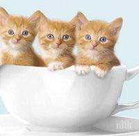 Знаете ли всичко за котките? Персите печелили войни с тях, ето защо изпитват ужас да им режат ноктите