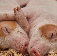 В Силистренско взимат мерки заради африканската чума по свинете