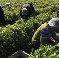 Великобритания увеличава четири пъти квотата за сезонни работници