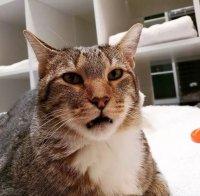 КУРИОЗ: Поставиха в изолатор котарак, организирал бягства от приют за животни