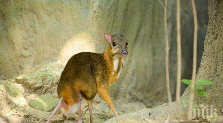 екземпляри малки бозайници смяташе изчезнали бяха заснети виетнам
