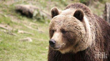 сън лови провериха сигнала нападения мечки смолянско