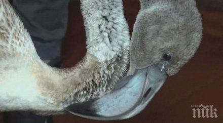 неочакван гост фламинго обърка посоките озова