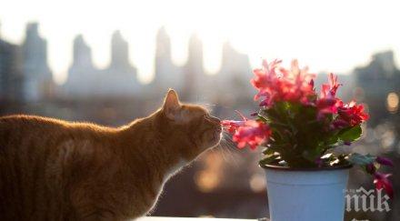 поканете щастието дома предмета