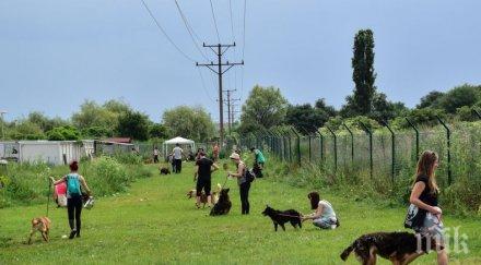 осиновиха кучета приюта горни богров германия