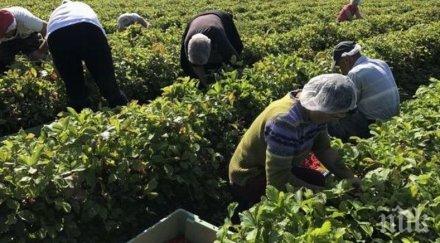 великобритания увеличава четири квотата сезонни работници