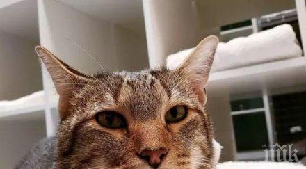 куриоз поставиха изолатор котарак организирал бягства приют животни