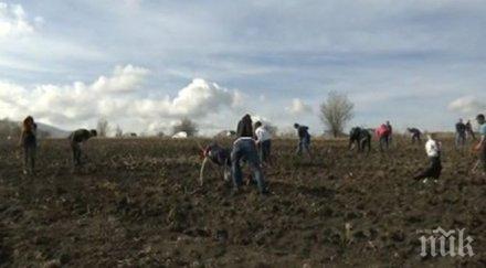 инициатива доброволци започнаха засаждането дръвчета софия