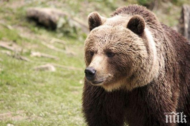 СЪН НЕ ГИ ЛОВИ: Провериха 7 сигнала за нападения на мечки в Смолянско