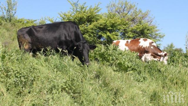 Простреляха крава в Кърджалийско