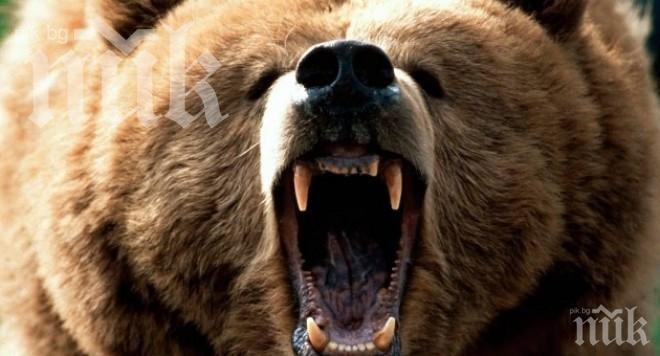 Будна мечка нападна и разби 7 кошера в Родопите